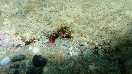 Sea squirt or tunicate Pyura sp. microcosmus var. undersea, Aegean Sea, Greece, Halkidiki