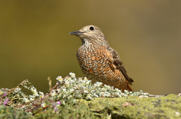 Hembra de roquero rojo en primavera en el campo