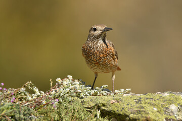 Hembra de roquero rojo en primavera en el campo