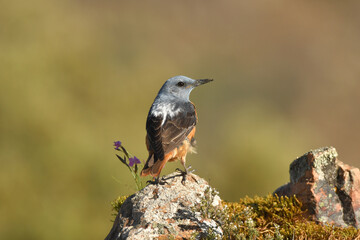 Roquero rojo en el campo en primavera