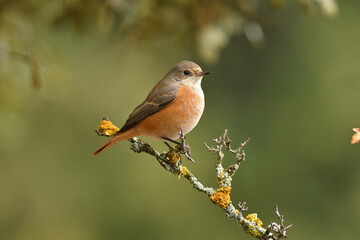 Colirrojo real en otoño en el bosque