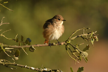 Colirrojo real en otoño en el bosque
