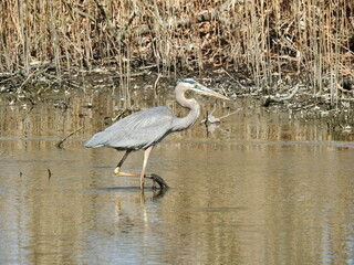 A great blue heron making its way across the marsh, in the Bombay Hook National Wildlife Refuge, Kent County, Delaware.