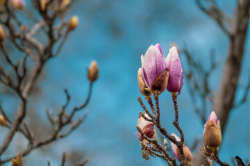 Chinese magnolia (Magnolia soulangeana) flowers and buds covered in raindrops
