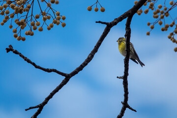 Small songbird perched on the branch of a cinnamon tree (Melia azedarach) among its round yellow...