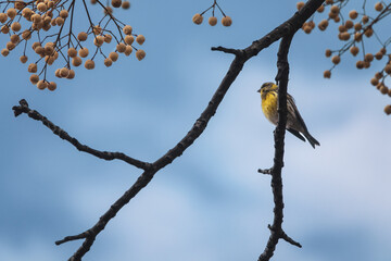 Small songbird perched on the branch of a cinnamon tree (Melia azedarach) among its round yellow fruits