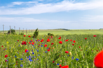 Meadow with cornflowers, poppies and wheat ears.