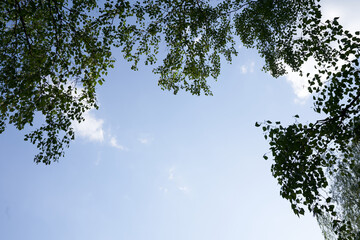 Green treetops in the forest blue sky, represent a frame. Bottom view. High quality photo