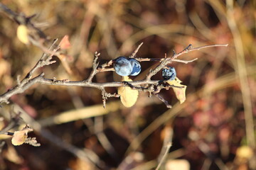 macro of blueberies