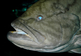 The Atlantic goliath grouper also known as the jewfish, is a saltwater fish of the grouper family and one of the largest species of bony fish.