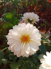white chrysanthemum flower