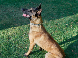 Side view of a young purebred Belgian Malinois dog. Belgian Malinois looking up with the mouth open...