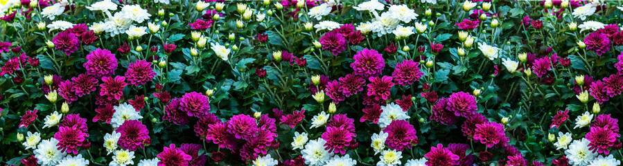 Colorful flowers of the annual Easter in the garden.banner for advertising.