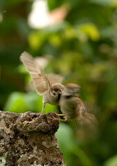 Sparrows fighting a summer day. Sparrows fighting a summer day.