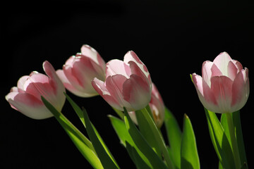 Pink tulips on black background