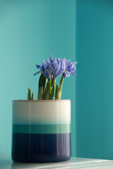 Beautiful irises in the pot