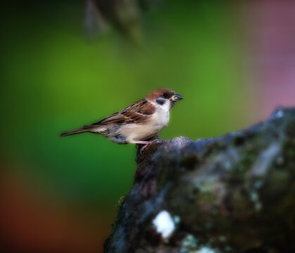 Garden Sparrow. Garden Sparrow.