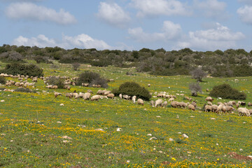 Biblical landscape in the Land of Israel Green nature, yellow and shepherd blossom with goats