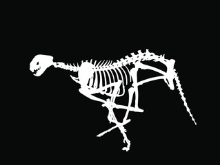 Cheetah skeleton vector silhouette illustration isolated on black background. Predator fossil symbol in museum of science and biology. Acinonyx jubatus. Big cat, fastest animal on planet. Panther run.