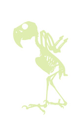 Palm Cockatoo Parrot skeleton vector silhouette illustration isolated on white background. Chicken bird body anatomy symbol.