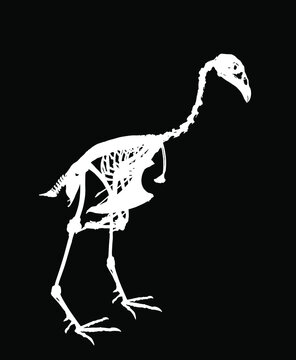 recommend clip art: Sparrow hawk vector silhouette illustration isolated on black background. Bird skeleton body structure symbol. Anatomy and biology science object. Sparrowhawk shape.