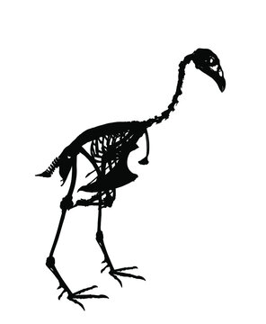 recommend clip art: Sparrow hawk vector silhouette illustration isolated on white background. Bird skeleton body structure symbol. Anatomy and biology science object. Sparrowhawk shape.