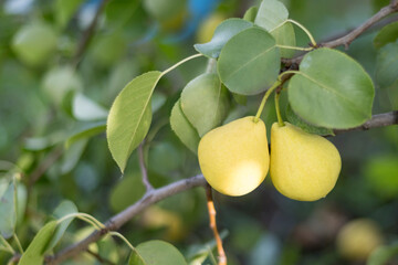 Two pears hang on a tree branch. Selective focus on a pear against the backdrop of beautiful bokeh