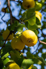 In the garden, pears ripen on a tree branch. Selective focus on a pear against the backdrop of beautiful bokeh