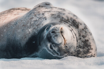 Antarctica, the White Continent 