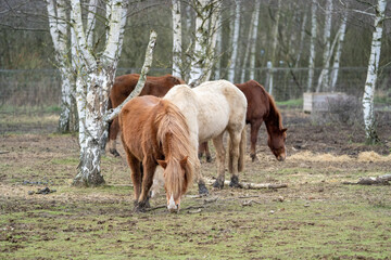 Naklejka na ściany i meble Horses on the meadow in a field eating hay in winter time