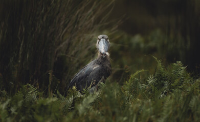 Shoebill Stork 