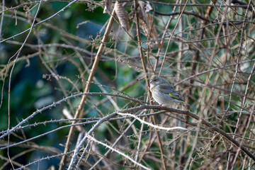 Finch bird on a branch