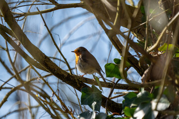 robin on a branch