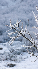 Ramas sin hojas cubiertas de nieve en zona montañosa cubierta de nieve