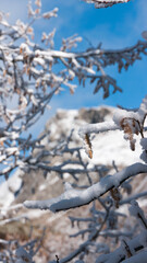 Ramas primaverales cubiertas de nieve en zona montañosa