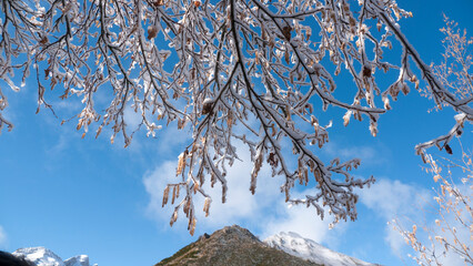 Ramas primaverales cubiertas de nieve en zona montañosa