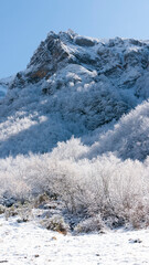 Bosque nevado en ladera de montaña