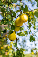 In the garden, pears ripen on a tree branch. Selective focus on a pear against the backdrop of beautiful bokeh