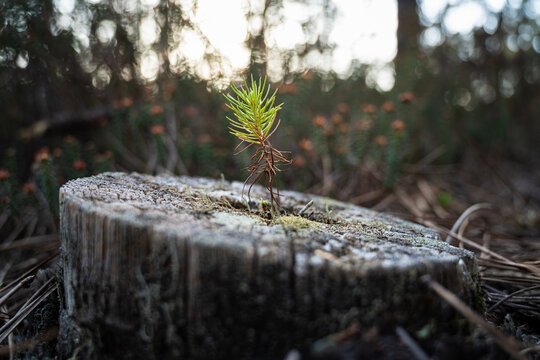 Young green pine tree growing in a natural environment