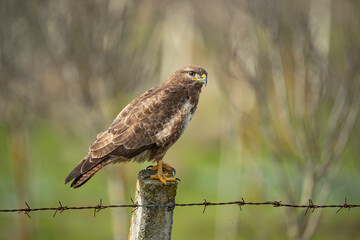 Common Buzzard (Buteo buteo) perched on fence post