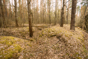 Old Abandoned World War II Trenches In Forest Since Second World War In Belarus. Early Spring or Autumn Season.