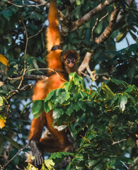 Jungles of Costa Rica