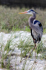 heron
