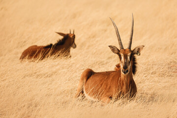 Two oryxes sitting in the grass of the Kalahari Desert, Namibia - obrazy, fototapety, plakaty
