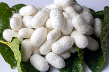 White silkworm cocoons bark. It is the source of silk thread and silk fabric