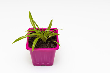 small pot for seedlings with green growth on a white background