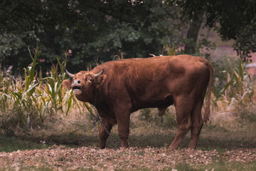 Beautiful big male cow, brown bull cow, domestic animal on a chain in the meadow.