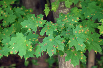traces of herbicide damage on maple leaves near an agricultural field