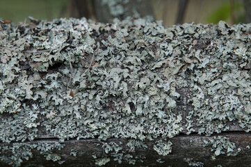 lichen on the surface of an old log