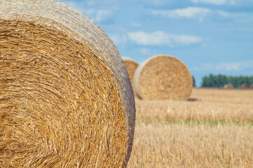 round straw stack in the field after harvest